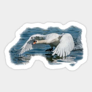 Swan Take off Sticker